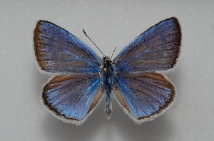  (Polyommatus surakovi - MLIB-2592)  @11 [ ] CreativeCommons - Attribution Non-Commercial Share-Alike (2019) Frédéric Carbonell BIO Photography Group