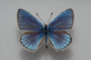  (Polyommatus firuze - MLIB-2594)  @11 [ ] CreativeCommons - Attribution Non-Commercial Share-Alike (2019) Frédéric Carbonell Centre for Biodiversity Genomics