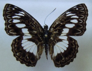  (Euptera ginettae - MLIB-1073)  @11 [ ] CreativeCommons - Attribution (2012) Michel Libert Centre for Biodiversity Genomics