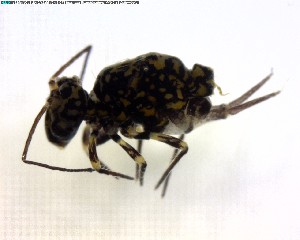  (Dicyrtomina sp - BIOUG03204-A04)  @15 [ ] CreativeCommons - Attribution (2011) M. Alex Smith Centre for Biodiversity Genomics