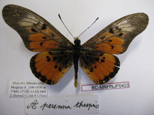  (Acraea perenna - BC-MNHNJP0403)  @13 [ ] Copyright (2010) Jacques Pierre Museum National d`Histoire Naturelle, Paris
