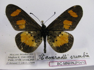  (Acraea conradti - BC-MNHNJP0410)  @13 [ ] Copyright (2010) Jacques Pierre Museum National d`Histoire Naturelle, Paris