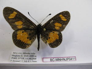  ( - BC-MNHNJP0411)  @11 [ ] Copyright (2010) Jacques Pierre Museum National d`Histoire Naturelle, Paris