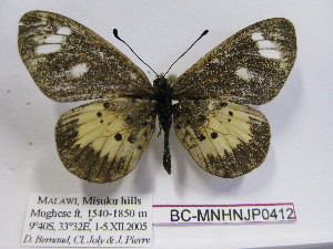  (Acraea conradti - BC-MNHNJP0412)  @14 [ ] Copyright (2010) Jacques Pierre Museum National d`Histoire Naturelle, Paris