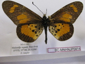  ( - BC-MNHNJP0414)  @11 [ ] Copyright (2010) Jacques Pierre Museum National d`Histoire Naturelle, Paris