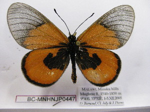  (Acraea insignis - BC-MNHNJP0447)  @14 [ ] Copyright (2010) Jacques Pierre Museum National d`Histoire Naturelle, Paris