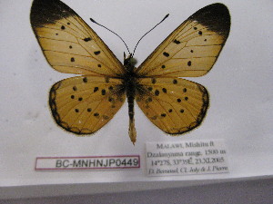 ( - BC-MNHNJP0449)  @13 [ ] Copyright (2010) Jacques Pierre Museum National d`Histoire Naturelle, Paris