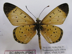  (Acraea caldarena - BC-MNHNJP0451)  @14 [ ] Copyright (2010) Jacques Pierre Museum National d`Histoire Naturelle, Paris