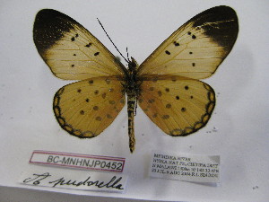  (Acraea pudorella - BC-MNHNJP0452)  @14 [ ] Copyright (2010) Jacques Pierre Museum National d`Histoire Naturelle, Paris