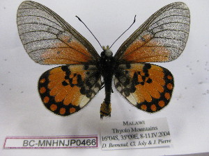  (Acraea choloui - BC-MNHNJP0466)  @14 [ ] Copyright (2010) Jacques Pierre Museum National d`Histoire Naturelle, Paris