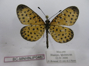  (Acraea pardopsis - BC-MNHNJP0467)  @13 [ ] Copyright (2010) Jacques Pierre Museum National d`Histoire Naturelle, Paris