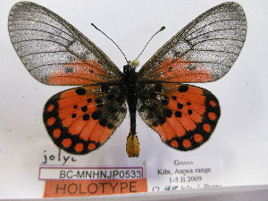  (Acraea jolyi - BC-MNHNJP0533)  @14 [ ] Copyright (2010) Jacques Pierre Museum National d`Histoire Naturelle, Paris