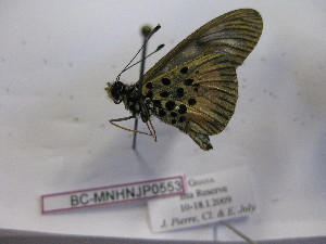  (Acraea parrhasia - BC-MNHNJP0553)  @12 [ ] Copyright (2010) Jacques Pierre Museum National d`Histoire Naturelle, Paris