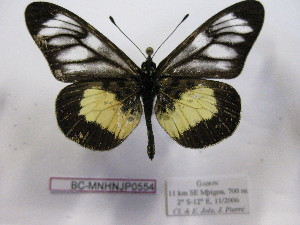  ( - BC-MNHNJP0554)  @13 [ ] Copyright (2010) Jacques Pierre Museum National d`Histoire Naturelle, Paris