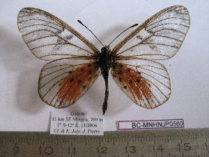  (Acraea thelestis - BC-MNHNJP0560)  @14 [ ] Copyright (2010) Jacques Pierre Museum National d`Histoire Naturelle, Paris