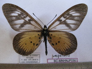  (Acraea vesperalis - BC-MNHNJP0561)  @14 [ ] Copyright (2010) Jacques Pierre Museum National d`Histoire Naturelle, Paris