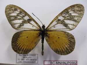  (Acraea vesperalis - BC-MNHNJP0562)  @14 [ ] Copyright (2010) Jacques Pierre Museum National d`Histoire Naturelle, Paris
