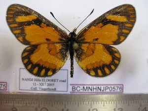  (Acraea rangatana ecketti - BC-MNHNJP0576)  @13 [ ] Copyright (2010) Jacques Pierre Museum National d`Histoire Naturelle, Paris