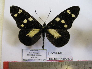  (Acraea oreas - BC-MNHNJP0579)  @14 [ ] Copyright (2010) Jacques Pierre Museum National d`Histoire Naturelle, Paris