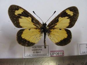  (Acraea acerata - BC-MNHNJP0619)  @13 [ ] Copyright (2010) Jacques Pierre Museum National d`Histoire Naturelle, Paris