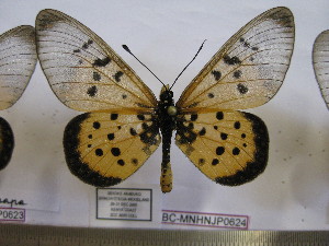  (Acraea matuapa - BC-MNHNJP0624)  @13 [ ] Copyright (2010) Jacques Pierre Museum National d`Histoire Naturelle, Paris