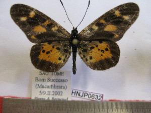  (Acraea insularis - BC-MNHNJP0632)  @14 [ ] Copyright (2010) Jacques Pierre Museum National d`Histoire Naturelle, Paris