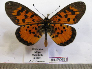  (Acraea cepheus - BC-MNHNJP0651)  @14 [ ] Copyright (2010) Jacques Pierre Museum National d`Histoire Naturelle, Paris