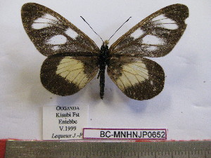  ( - BC-MNHNJP0652)  @13 [ ] Copyright (2010) Jacques Pierre Museum National d`Histoire Naturelle, Paris