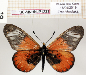  (Acraea baxteri - BC-MNHNJP1233)  @11 [ ] Copyright (2021) Dominique BERNAUD Museum national d'Histoire naturelle