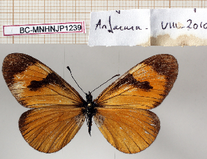  (Acraea aethiops - BC-MNHNJP1239)  @11 [ ] Copyright (2021) Dominique BERNAUD Museum national d'Histoire naturelle