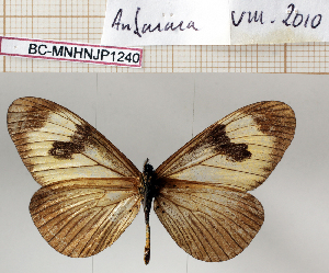  (Acraea aethiops - BC-MNHNJP1240)  @11 [ ] Copyright (2021) Dominique BERNAUD Museum national d'Histoire naturelle