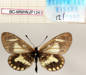  (Acraea bettiana - BC-MNHNJP1241)  @11 [ ] Copyright (2021) Dominique BERNAUD Museum national d'Histoire naturelle
