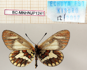 ( - BC-MNHNJP1241)  @11 [ ] Copyright (2021) Dominique BERNAUD Museum national d'Histoire naturelle