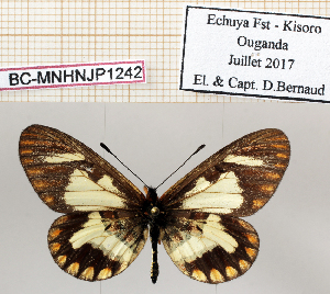  ( - BC-MNHNJP1242)  @11 [ ] Copyright (2021) Dominique BERNAUD Museum national d'Histoire naturelle