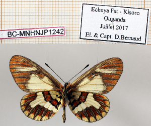  (Acraea bettiana - BC-MNHNJP1242)  @11 [ ] Copyright (2021) Dominique BERNAUD Museum national d'Histoire naturelle