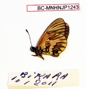  ( - BC-MNHNJP1243)  @11 [ ] Copyright (2021) Dominique BERNAUD Museum national d'Histoire naturelle