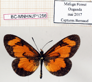  ( - BC-MNHNJP1256)  @11 [ ] Copyright (2021) Dominique BERNAUD Museum national d'Histoire naturelle