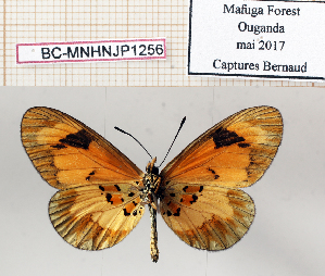  (Acraea burgessi - BC-MNHNJP1256)  @11 [ ] Copyright (2021) Dominique BERNAUD Museum national d'Histoire naturelle