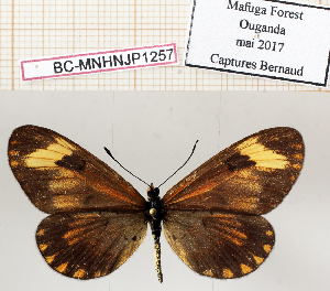  (Acraea burgessi - BC-MNHNJP1257)  @11 [ ] Copyright (2021) Dominique BERNAUD Museum national d'Histoire naturelle