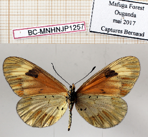  ( - BC-MNHNJP1257)  @11 [ ] Copyright (2021) Dominique BERNAUD Museum national d'Histoire naturelle
