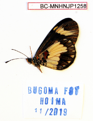  (Acraea viviana - BC-MNHNJP1258)  @11 [ ] Copyright (2021) Dominique BERNAUD Museum national d'Histoire naturelle