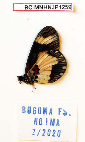  (Acraea viviana - BC-MNHNJP1259)  @11 [ ] Copyright (2021) Dominique BERNAUD Museum national d'Histoire naturelle
