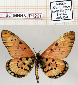  (Acraea chyulu - BC-MNHNJP1261)  @11 [ ] Copyright (2021) Dominique BERNAUD Museum national d'Histoire naturelle