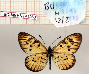  ( - BC-MNHNJP1263)  @11 [ ] Copyright (2021) Dominique BERNAUD Museum national d'Histoire naturelle