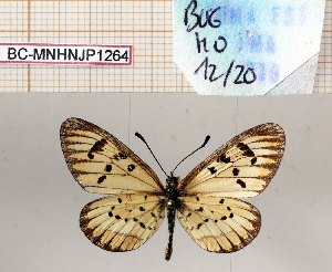  (Acraea rahira uasingishuensis - BC-MNHNJP1264)  @11 [ ] Copyright (2021) Dominique BERNAUD Museum national d'Histoire naturelle