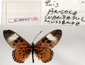  (Acraea bellona - BC-MNHNJP1266)  @11 [ ] Copyright (2021) Dominique BERNAUD Museum national d'Histoire naturelle