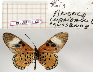  ( - BC-MNHNJP1266)  @11 [ ] Copyright (2021) Dominique BERNAUD Museum national d'Histoire naturelle