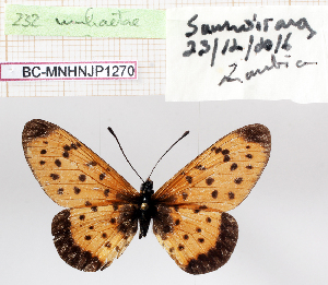  (Acraea omrora umbraetae - BC-MNHNJP1270)  @11 [ ] Copyright (2021) Dominique BERNAUD Museum national d'Histoire naturelle
