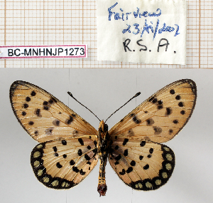 (Acraea violarum - BC-MNHNJP1273)  @11 [ ] Copyright (2021) Dominique BERNAUD Museum national d'Histoire naturelle