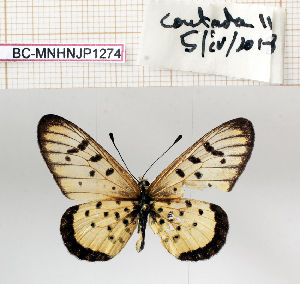  (Acraea nohara - BC-MNHNJP1274)  @11 [ ] Copyright (2021) Dominique BERNAUD Museum national d'Histoire naturelle